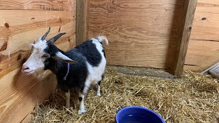 Angel Watching Rayne the prego goat