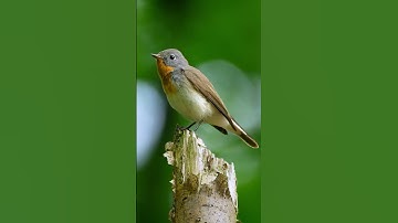 Thumbnail of Birds Singing - Relaxing Bird Sounds Heal Stress, Anxiety and Depression, Heal The Mind #birdssound