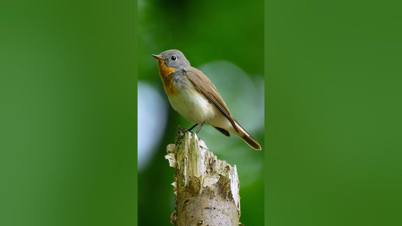 Birds Singing - Relaxing Bird Sounds Heal Stress, Anxiety and Depression, Heal The Mind #birdssound
