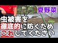 【夏野菜】一人でも簡単！虫被害を徹底的に防ぐためにこれしてください【家庭菜園】