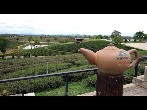 Choui Fong Tea Plantation  / Chiang Rai