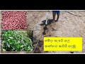 Cow pea green gram cultivation