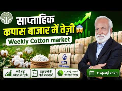 साप्ताहिक कपास बाजार में तेज़ी 😱 Weekly cotton market review #kapas