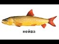 Русская Рыбалка 3 Пенжина  Нейва!
