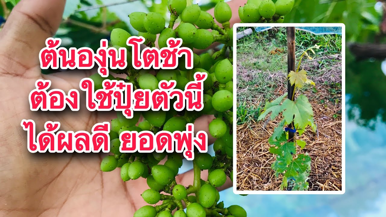 องุ่นโตช้า ยอดไม่พุ่ง ต้องใช้ตัวช่วย หลังใช้ 2วันเห็นผล ยอดโตได้ดีมาก