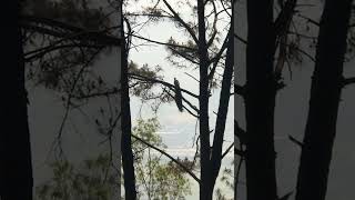 Wild peacock in Mandi forest