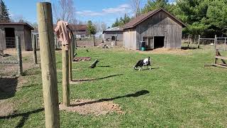 Cute Goats Wagging Their Tails by Tilly's Tiny Family Farm 31 views 2 weeks ago 1 minute, 22 seconds