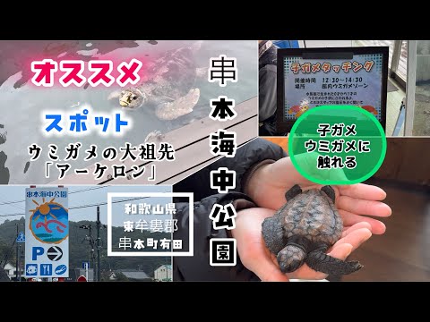 ウミガメの赤ちゃんが見れるスポット「串本海中公園」🐢 アーケロン 海中展望塔 潮岬 和歌山県串本町