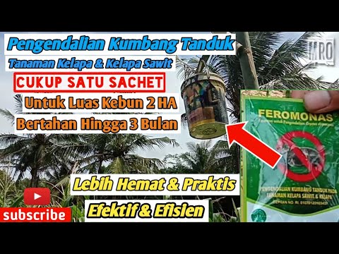 Video: Apakah Perangkap Feromon Aman - Pelajari Tentang Menggunakan Perangkap Feromon Di Kebun