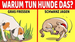 Warum Hunde Gras fressen und 9 Andere Seltsame Verhaltensweisen Von Hunden Erklärt