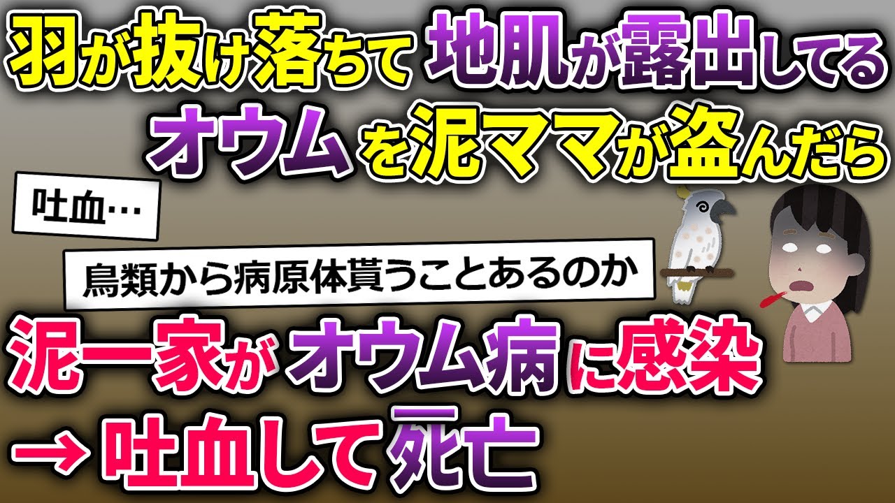 泥ママ「人の言葉話すのカワイイ」→体調不良のオウムを盗んで行った→泥ママの家族が吐血して…【2ch修羅場スレ・ゆっくり解説】