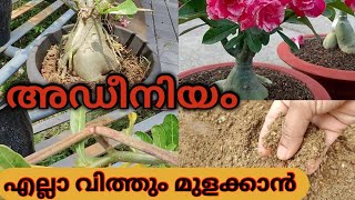 3 Tips for Adenium seed propagation l അഡീനിയം ചെടികളുടെ വിത്ത് എല്ലാം മുളർപ്പിക്കാം 2 ദിവസം മതി