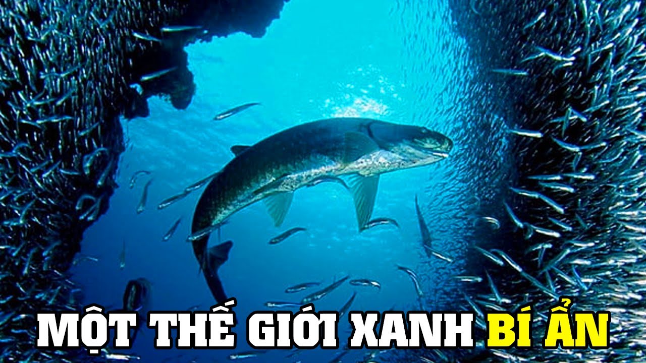 Biển Xanh Diệu Kỳ [REPLAY] | Khám Phá Thế Giới Động Vật Hoang Dã