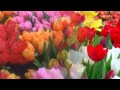 Весны дыхание-тюльпаны