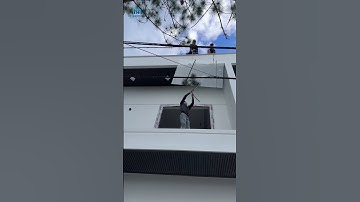 Cẩu máy hay cẩu tay kiểu nào cũng Cẩu được #nhomkinh #cuanhom #cuagialai #cuakinhgialai