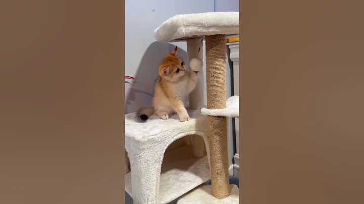 Video 7437591: kitten british kitty, golden british kitty, lovely british