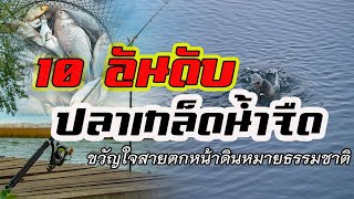 10 ปลาเกล็ดน้ำจืด | ขวัญใจหมายธรรมชาติ |