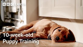Puppy's First Time Home Alone | Wonderful World of Puppies | BBC Earth