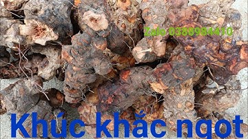 Khúc khắc ngọt, sâm cau đỏ, sâm cau đen, nấm ngọc cẩu... "người ngủ củ thức"! Sđt Zalo 0388984410
