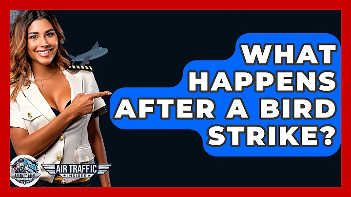 What Happens After A Bird Strike? - Air Traffic Insider