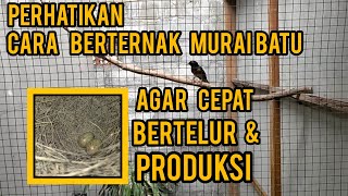 Cara Ternak Murai Batu Yang Benar Agar Cepat Bertelur Dan Produksi Bagi Pemula