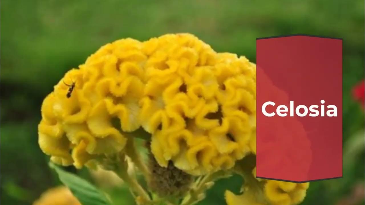 Flowers start with c YouTube