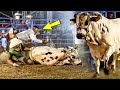 SIN MIEDO EL GANADERO SE METIO AYUDAR AL JINETE // Los Toros Impresionantes en Aguazarca Mich