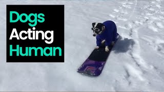 Top Moments Of Dogs Acting Like Humans