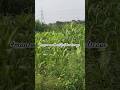 #bollywood #song #love #ytshorts #nature #shorts #viral #nature #hindisong #farming