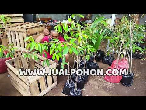 Bibit Buah Durian Duri Hitam Siap Kirim