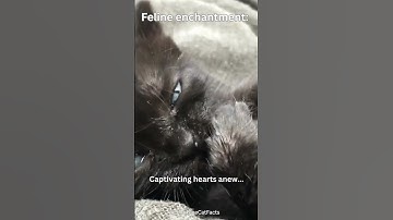 Feline Enchantment: Captivating Hearts Anew #shorts #cat #subscribe