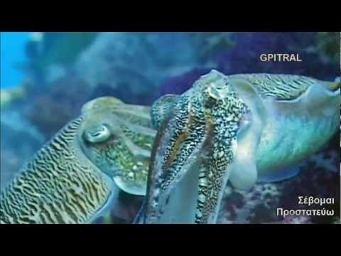 χταπόδι octopus σουπιά squid καλαμάρι cuttlefish