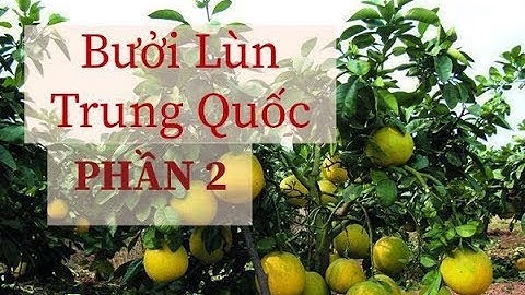 0013 GIỐNG BƯỞI LÙN CHÍN MUỘN TỨ XUYÊN TRUNG QUỐC PHẦN 2