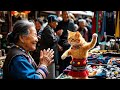 小さな旅人：猫との癒し旅|The Little Traveler: A Cat’s Healing Journey in Yunnan