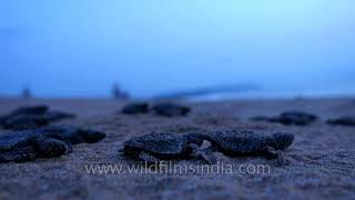 Some free to struggle for life , some struggle for a free life |  Olive Ridley Turtle hatchling