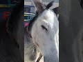 حمار لباني لون الذيب ١٠ ٤ حمار لباني لون الذيب ١٠ ٤