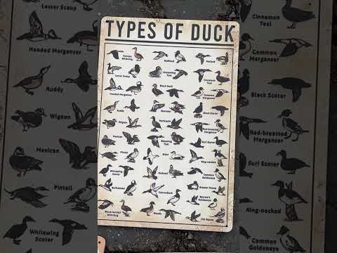 Come on Down to the Swap Meet - Duck #humor #comeondown #swapmeet