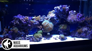 NO SUMP, NO SKIMMER, NO PROBLEM:Successfully Running a Reef Aquarium without using a Protein Skimmer