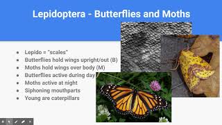 Insect Orders - Part 2