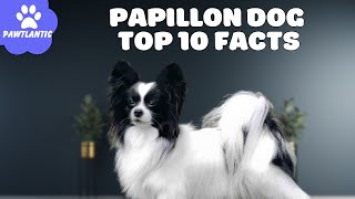 Papillon Dog   Top 10 Facts | Dog Facts