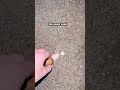 the small snail ☹️