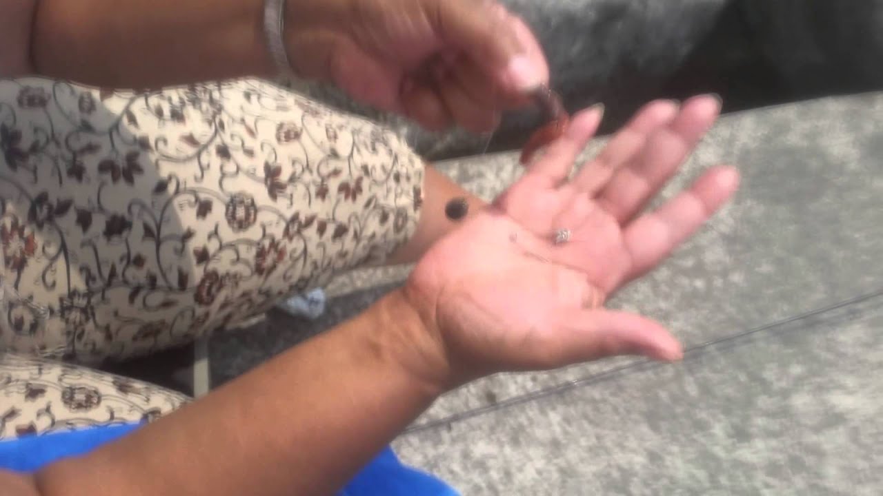 My Safety pin trick for your worm bate!!!!! YouTube