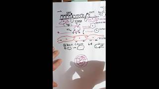 Duda 4: Inflamación y edema en el sistema respiratorio