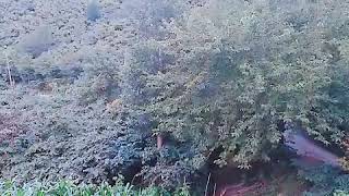 Karadeni̇z Yaylari Doğal Yaşam & Karadeni̇z Türküleri̇