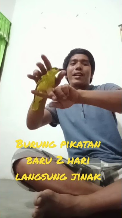 kepodang mas hasil pikatan baru 2 hari langsung jinak