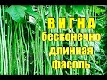 Фасоль сорта ВИГНА! Как вырастить стручки длиною в метр?