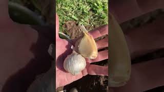 Planting Elephant garlic 10/18/2022