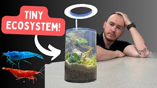 I Made A SHRIMP ECOSYSTEM In A JAR!