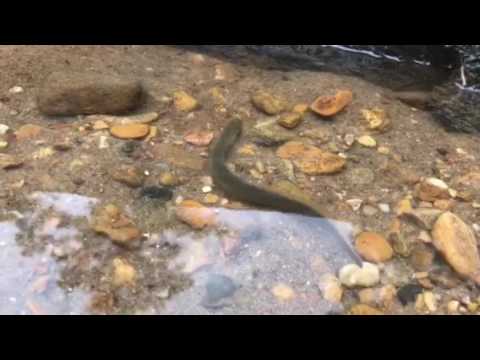 Southern Brook Lamprey