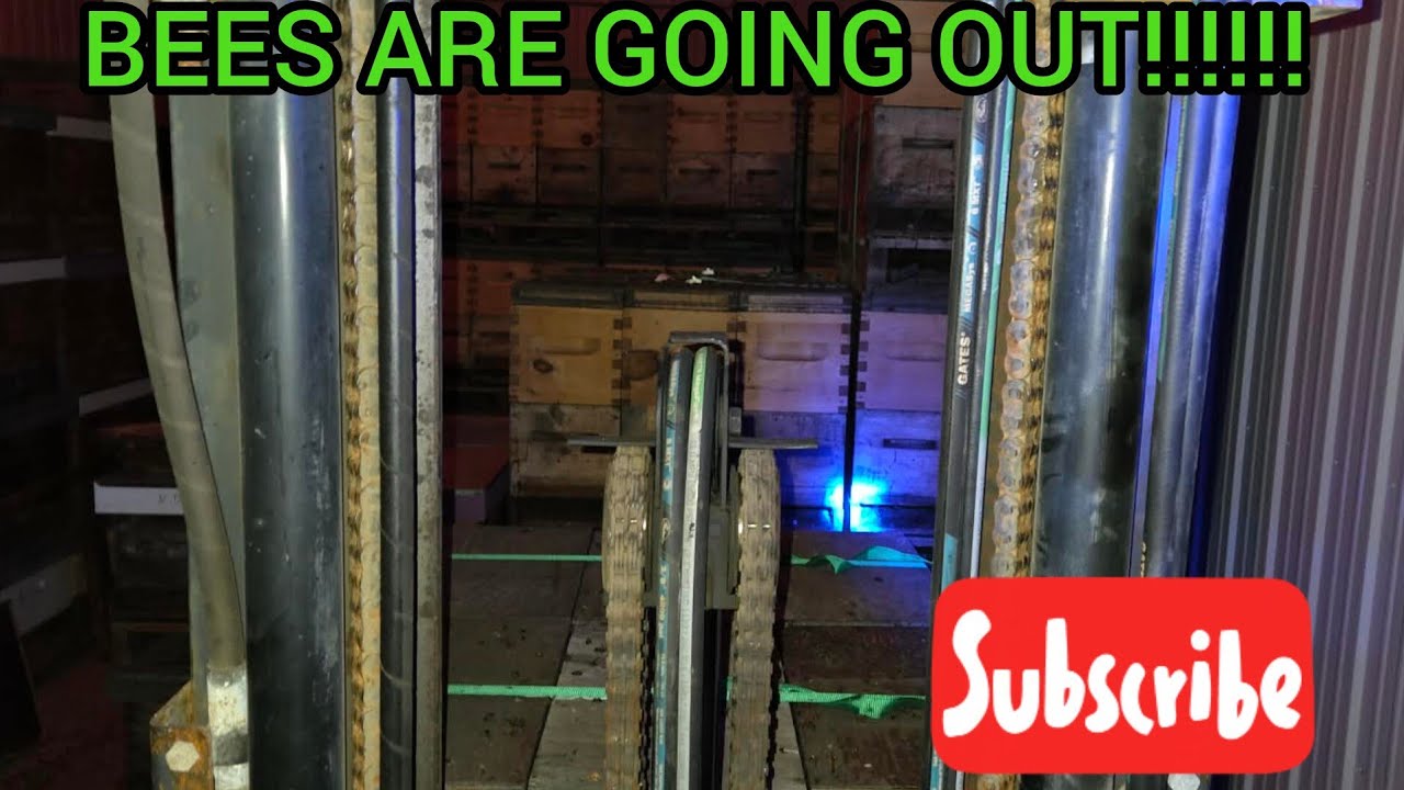 First bees out of the winter storage!!!!! - YouTube